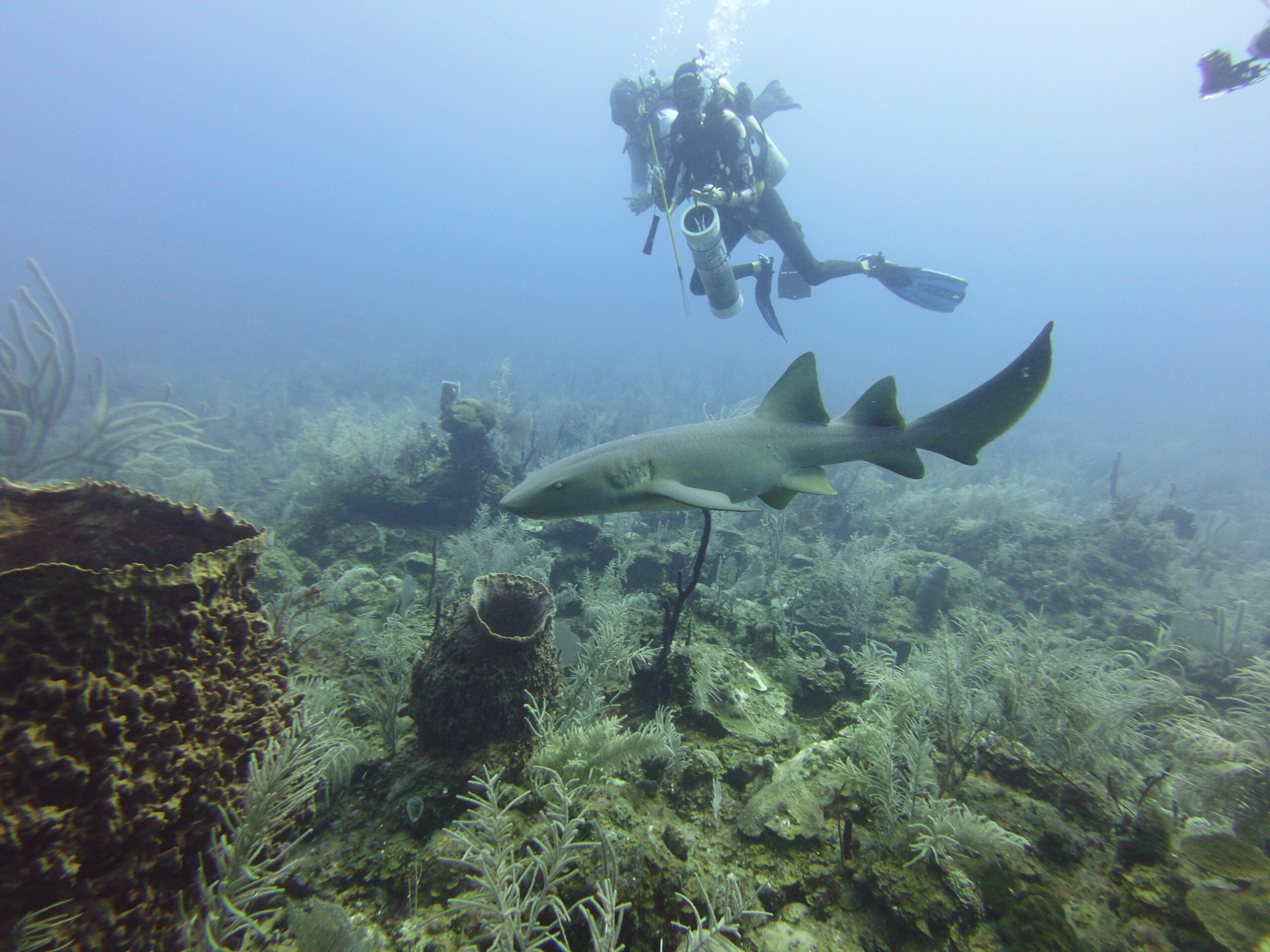 lara diving utila nurse shark