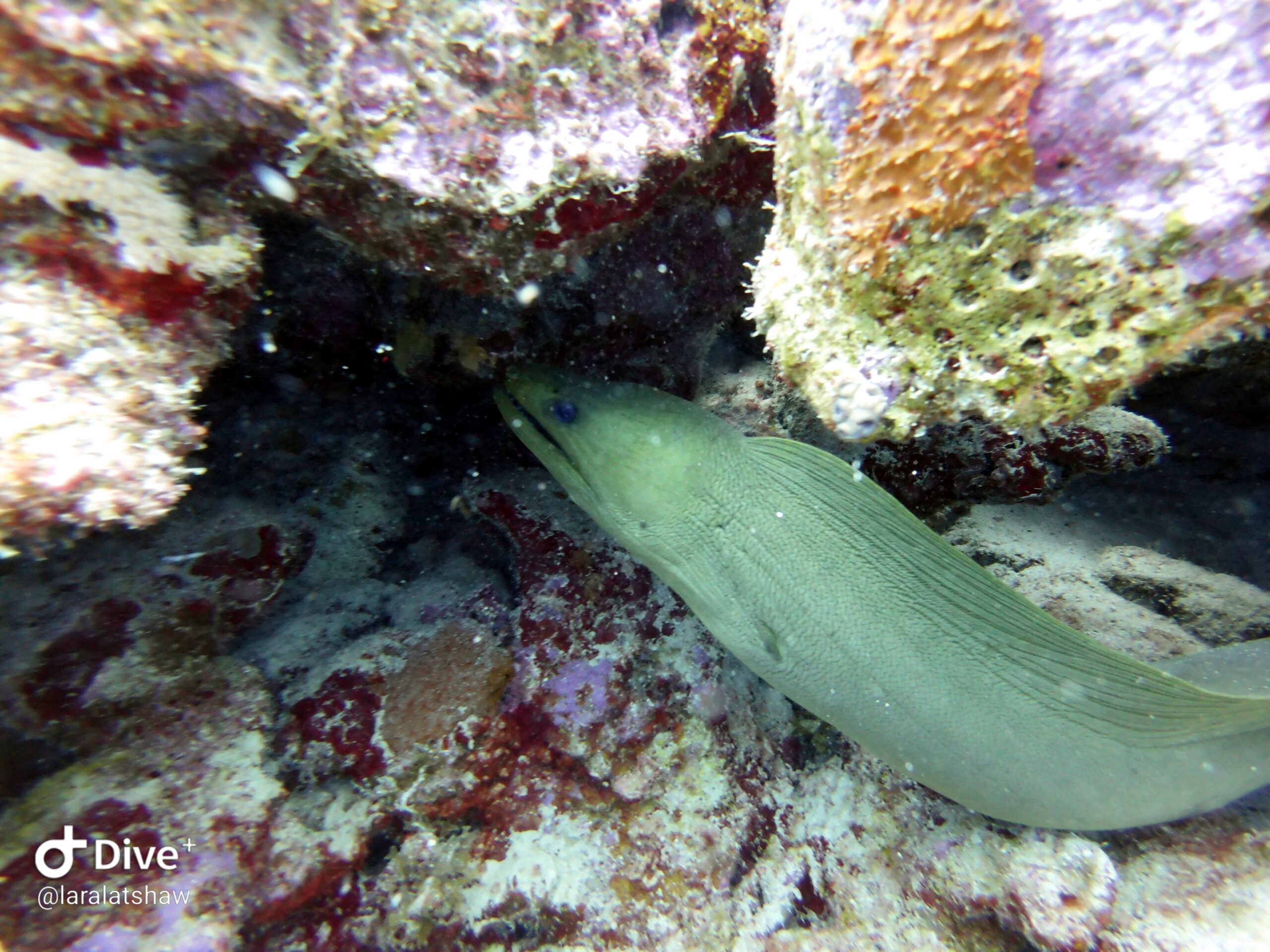 utila diving eel