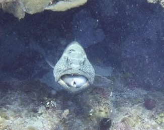 utila diving grouper with parrotfish in mout