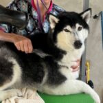 Gordon's Grooming Utila bella