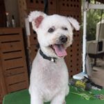 Gordon's Grooming Utila isal