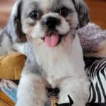 Gordon's Grooming Utila chase