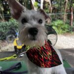 Gordon's Grooming Utila cooper